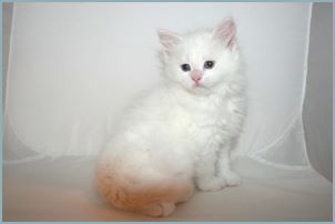 Male Siberian Kitten from Deedlebug Siberians